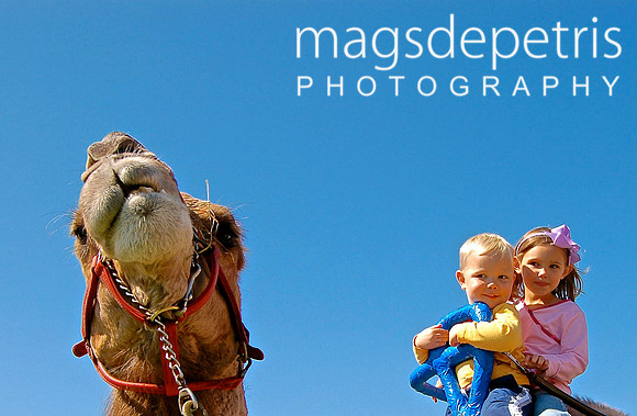 camel
